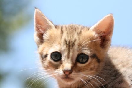 Ktzchen auf Talajas Hand